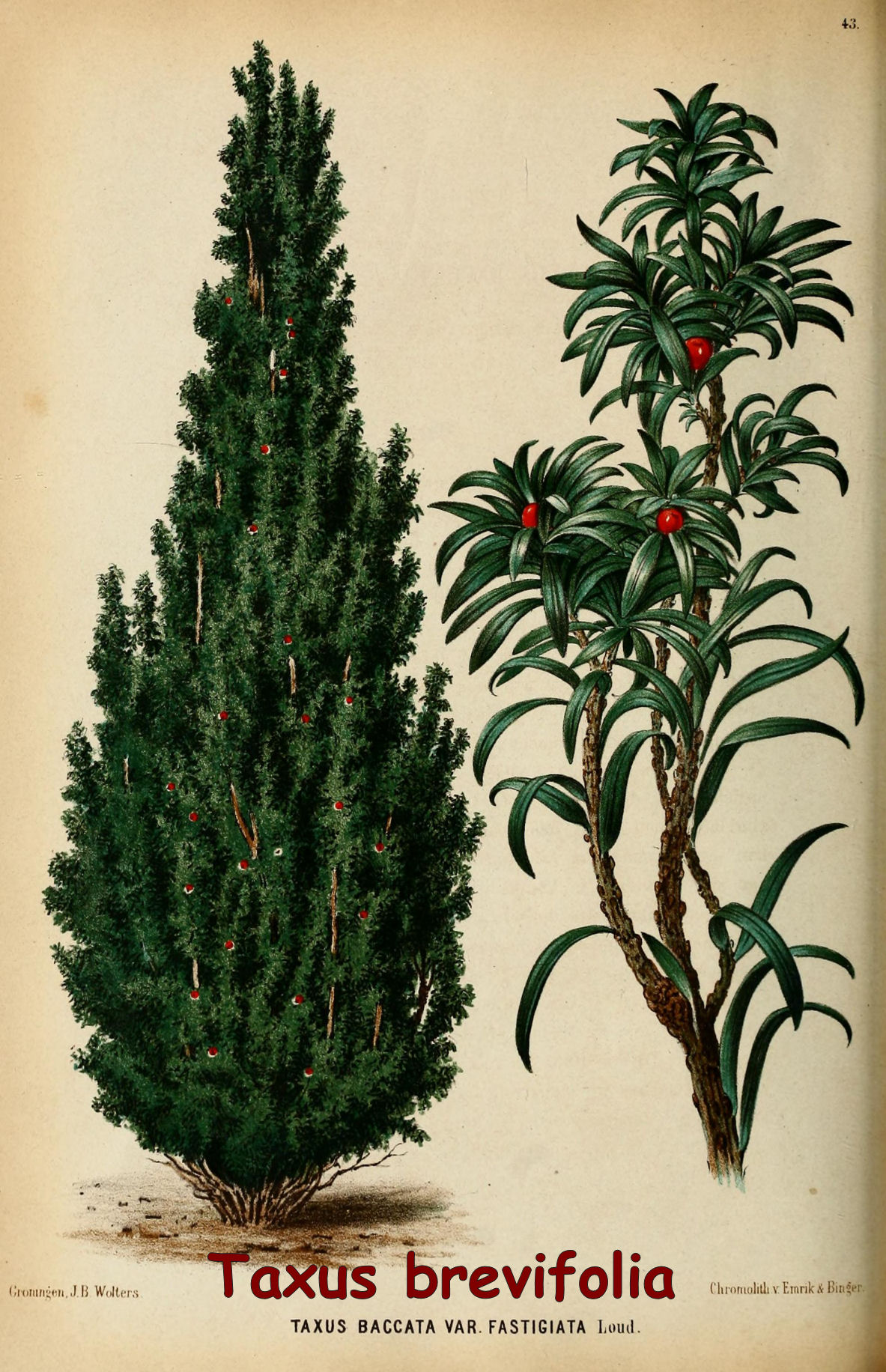 Taxus brevifolia - Pacific Yew tree